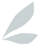 Ailes de Scarafeuille bleu