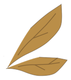 Ailes de Scarafeuille blanc