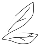 Ailes du Scarafeuille Noir