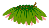 Ceinture du Koalak