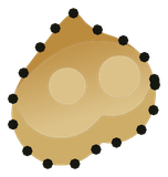 Testicules du Tanukouï San