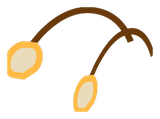 Antenne du Scarafeuille blanc