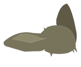 Scalp de Meulou