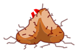 Testicules de Meulou