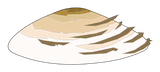 Chapignon