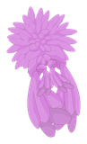 Pompocape
