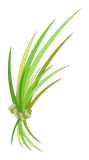 Herbe curative