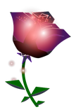 Fleur de rose Obscure