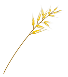 Avoine