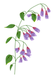 Clochettes