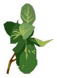 Verveine