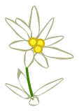 Immortelle