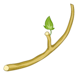 Bois élastique