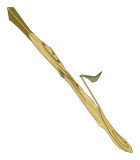 Branche de l'Abrakleur clair