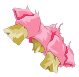 Chicot du Flib