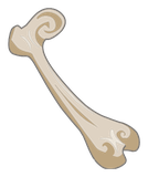 Fémur du Minotoror