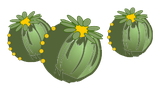 Graine de Pavot