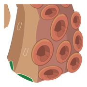 Tentacule Kralamoure