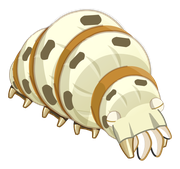 Shin Larve
