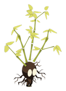 Bulbambou