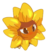 Petit Tournesol Sauvage
